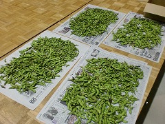 広げた新聞紙4枚分の枝豆を収穫しました