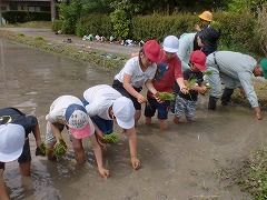 米の苗植え